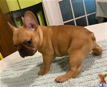 french bulldog puppy posted by shawntina