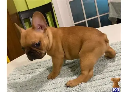 French Bulldog