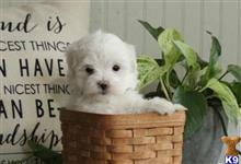 maltese puppy posted by shawntina