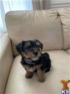 yorkshire terrier puppy posted by shawntina