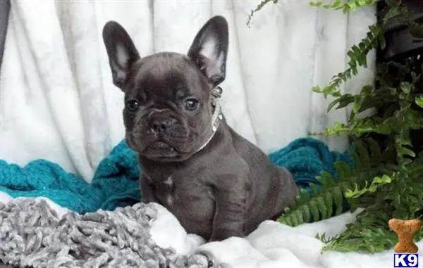 French Bulldog