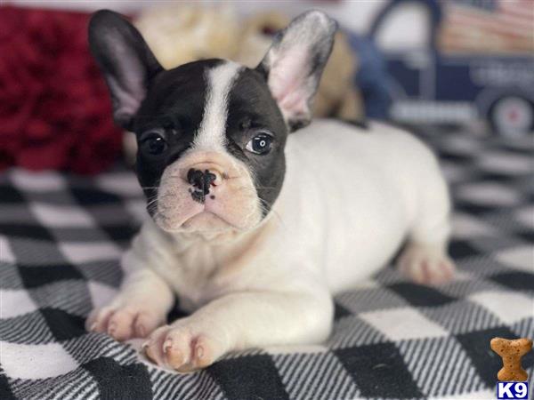 a french bulldog dog lying on a bed