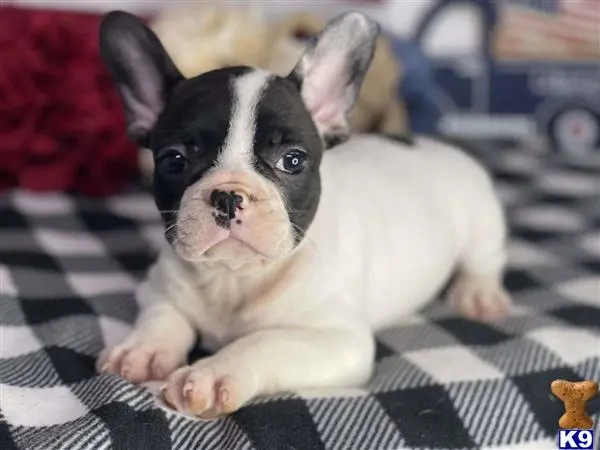 French Bulldog