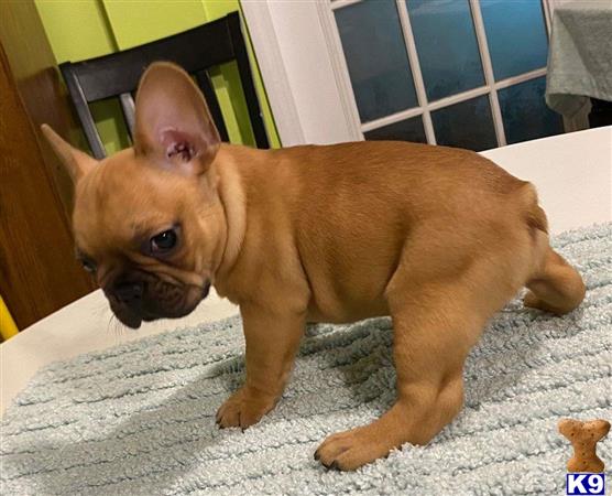 a french bulldog dog with a baby french bulldog dog