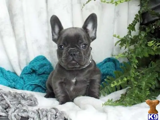 French Bulldog puppy for sale