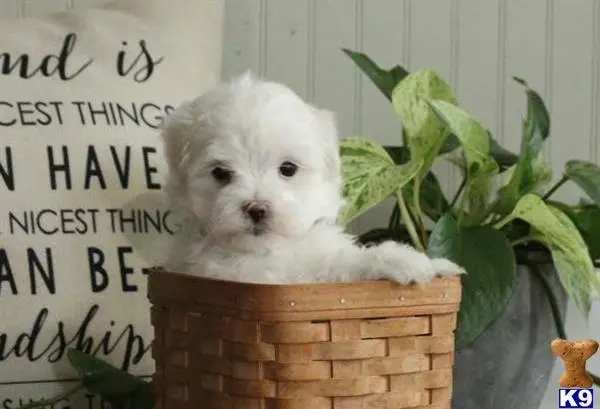 Maltese