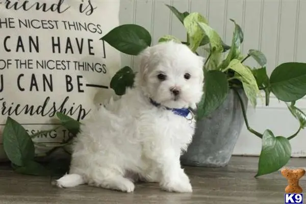 Maltese puppy for sale