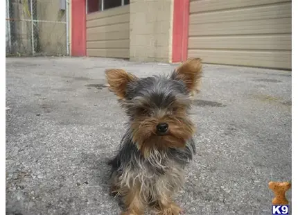 Silky Terrier