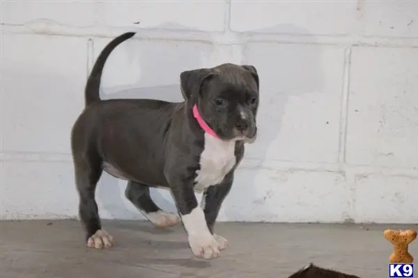 American Bully puppy for sale