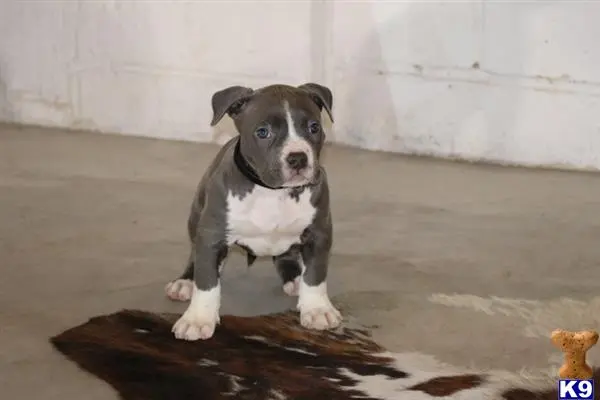 American Bully