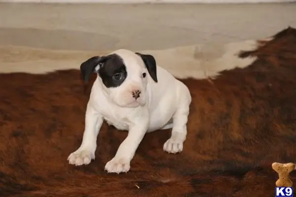 American Bully puppy for sale