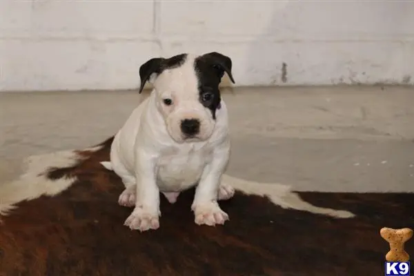 American Bully puppy for sale