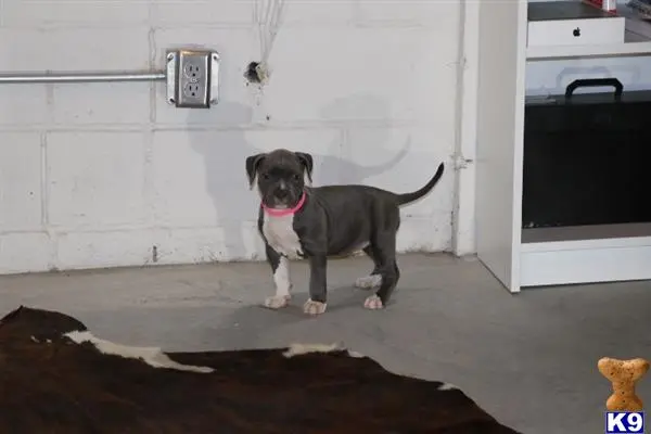 American Bully puppy for sale