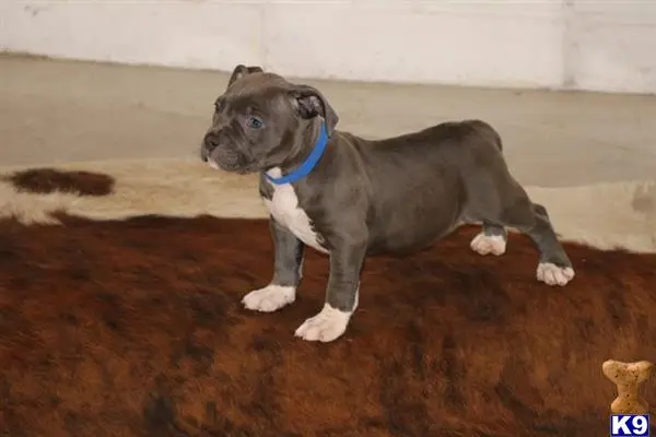 American Bully puppy for sale