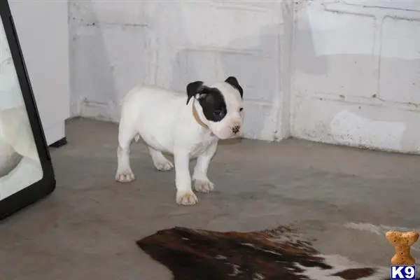 American Bully puppy for sale