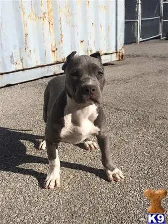 American Bully puppy for sale