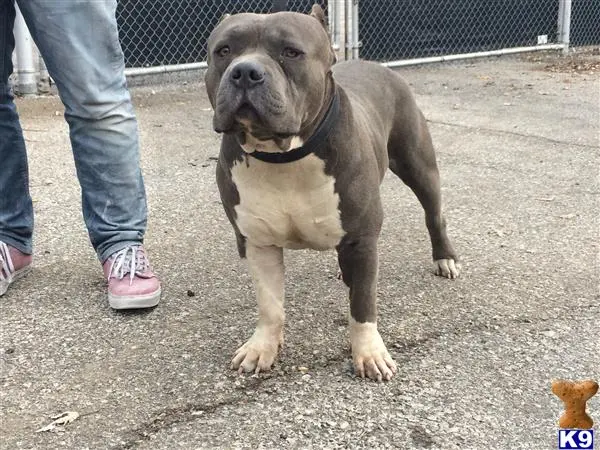 American Bully puppy for sale