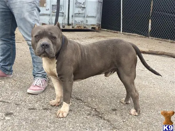 American Bully puppy for sale