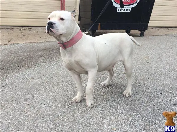 American Bully puppy for sale