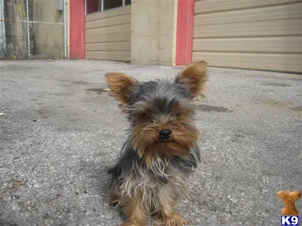 Silky Terrier