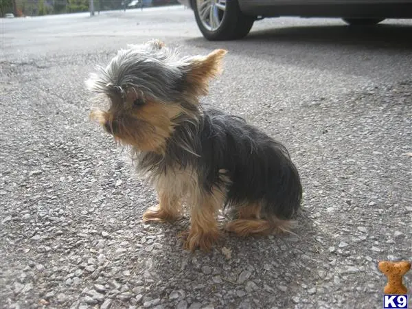 Silky Terrier stud dog