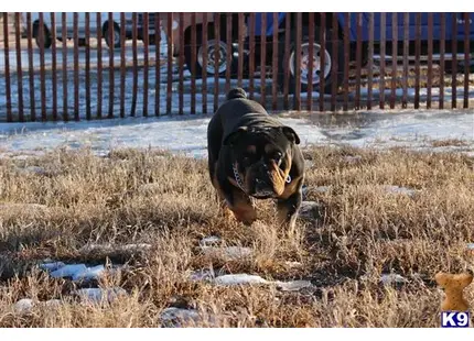 English Bulldog stud dog: a english bulldog dog running in a field