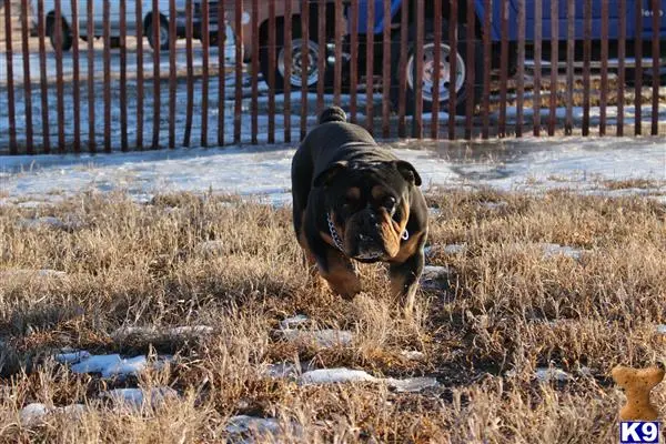English Bulldog stud dog: a english bulldog dog running in a field