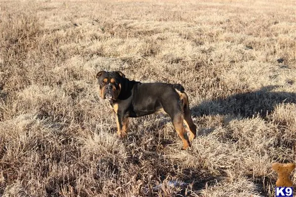 English Bulldog stud dog: a english bulldog dog walking in a field