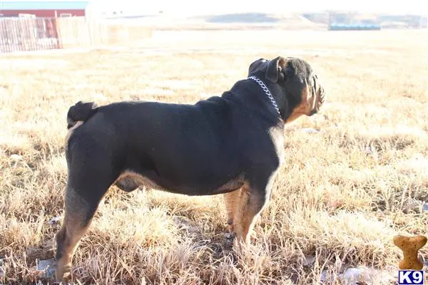 English Bulldog stud dog: a english bulldog dog standing in a field