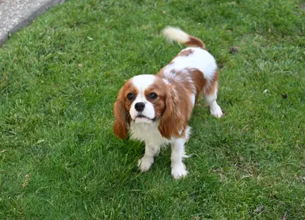 Cavalier King Charles Spaniel stud dog: Cavalier King Charles Spaniel with a brown and white coat on grass