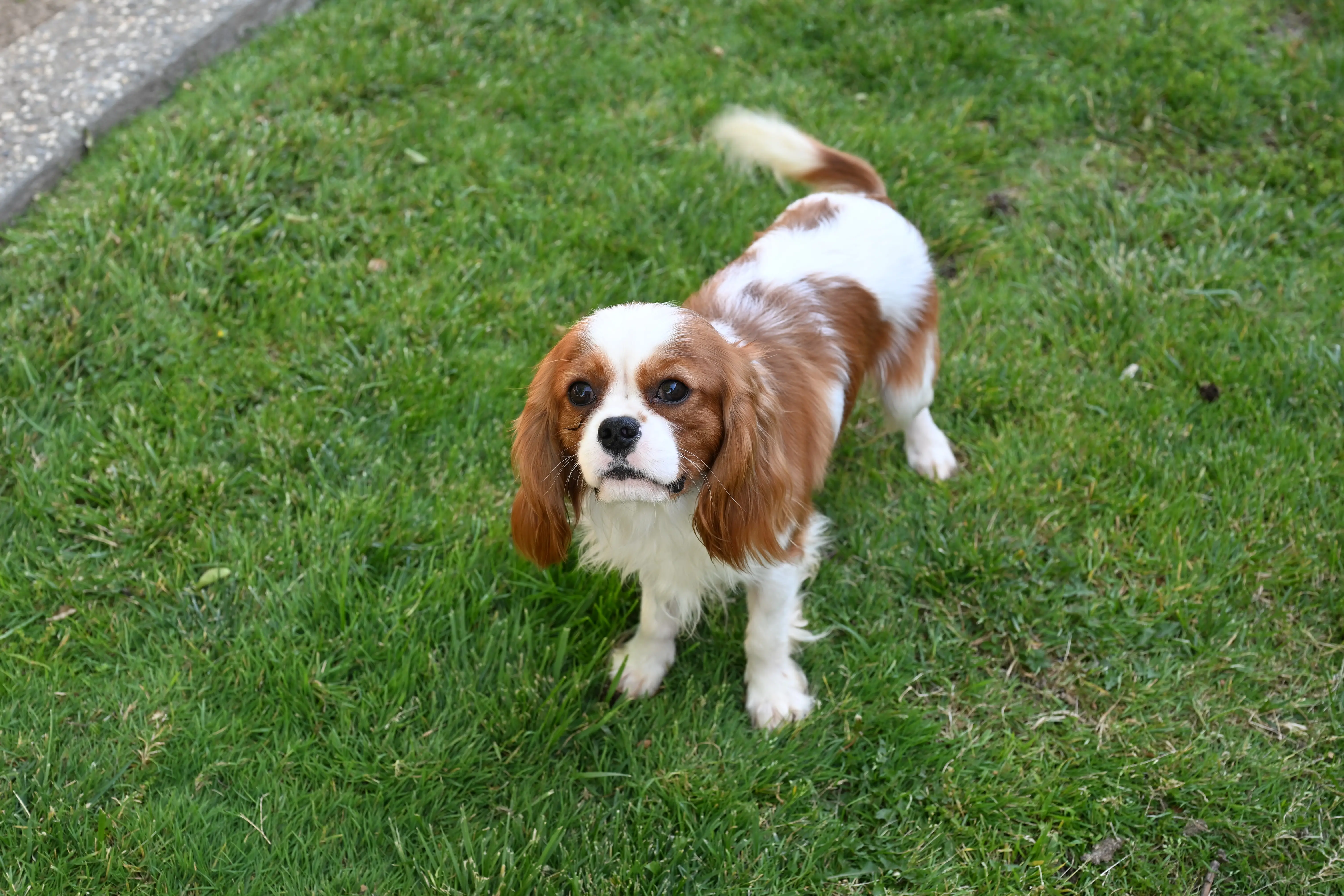 Cavalier King Charles Spaniel stud dog: Cavalier King Charles Spaniel with a brown and white coat on grass