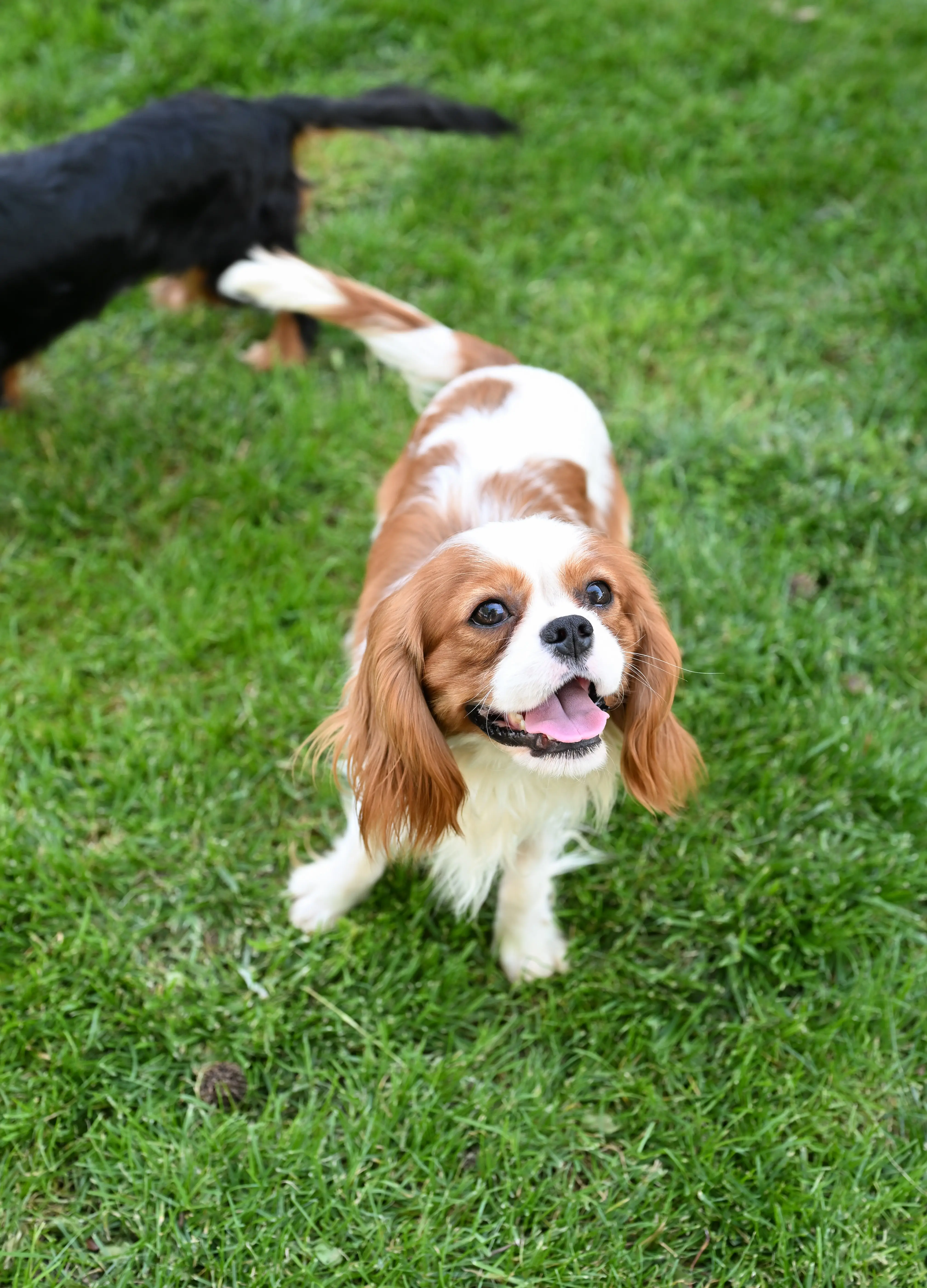 Cavalier King Charles Spaniel stud dog: Happy Cavalier King Charles Spaniel with a tricolor coat on grass