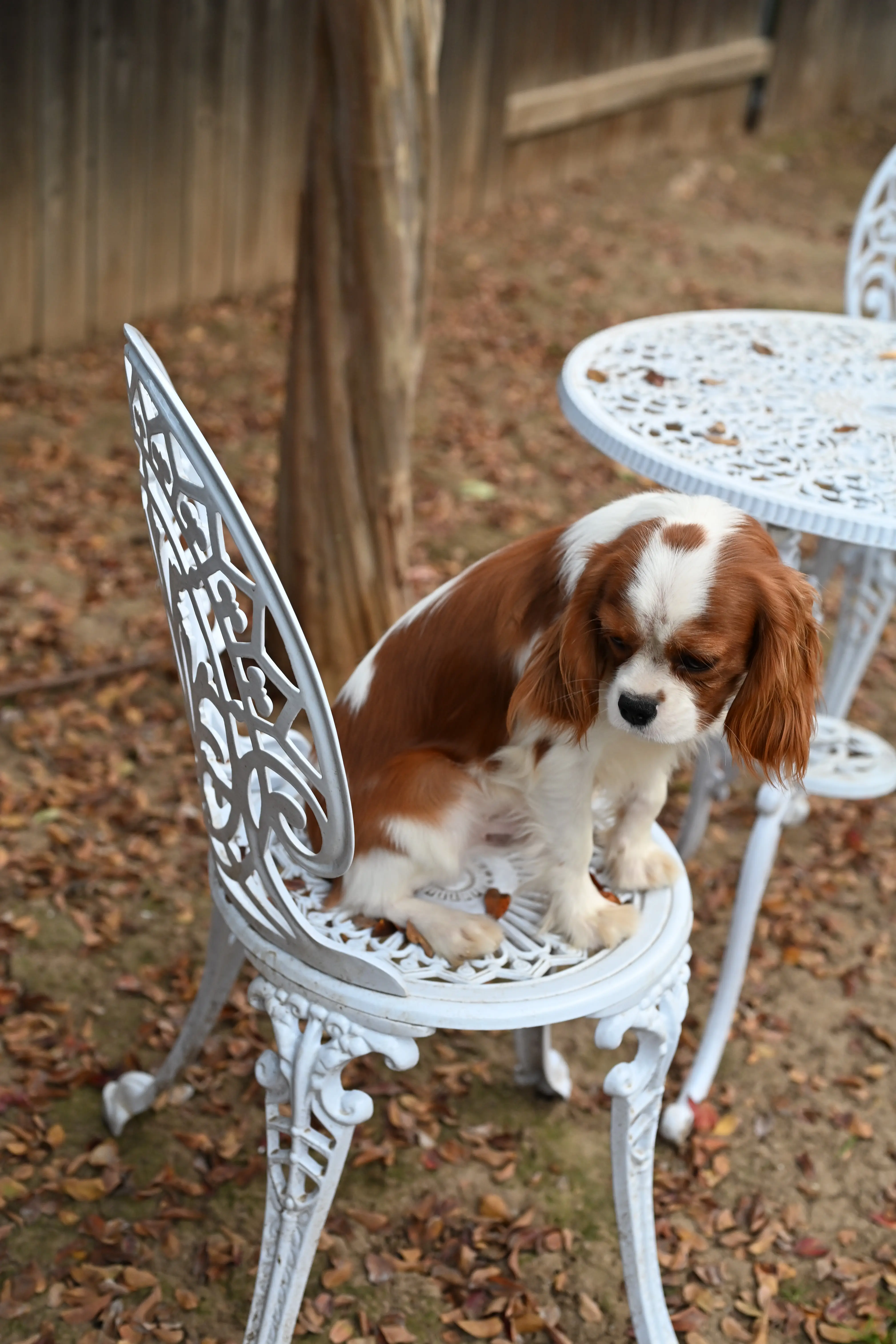 Cavalier King Charles Spaniel stud dog: Cavalier King Charles Spaniel sitting on a white wrought iron chair