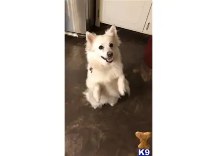 American Eskimo Dog