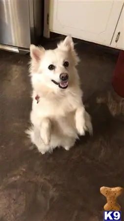 American Eskimo Dog female dog