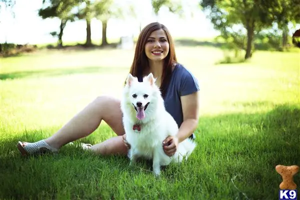 American Eskimo Dog female dog