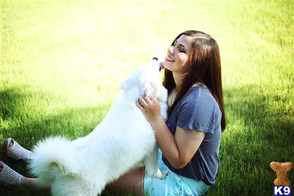 American Eskimo Dog female dog