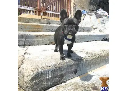 French Bulldog