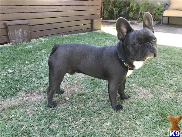 French Bulldog stud dog