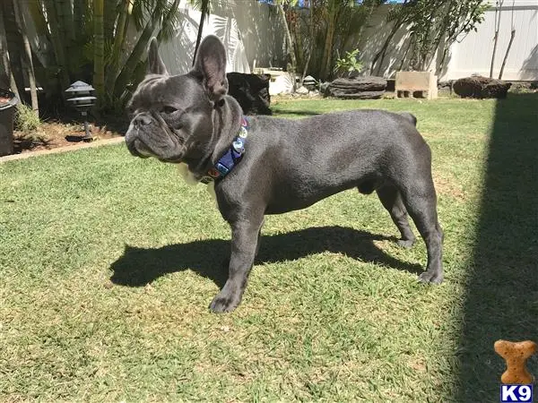 French Bulldog stud dog