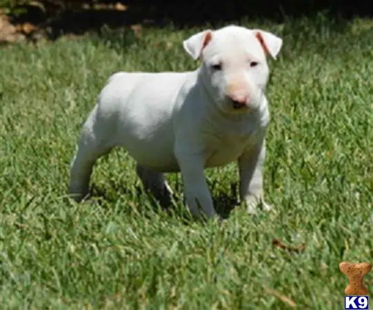 Bull Terrier puppy for sale