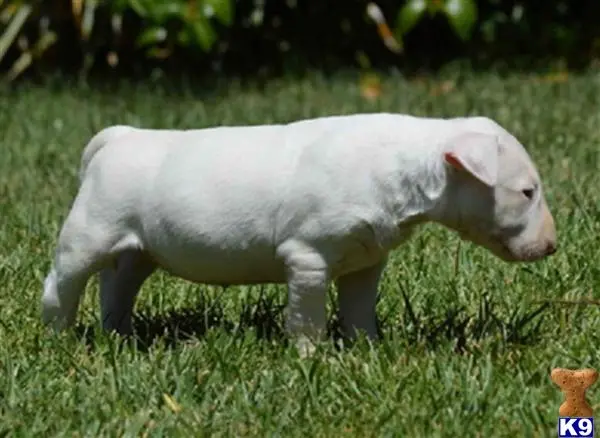 Bull Terrier puppy for sale