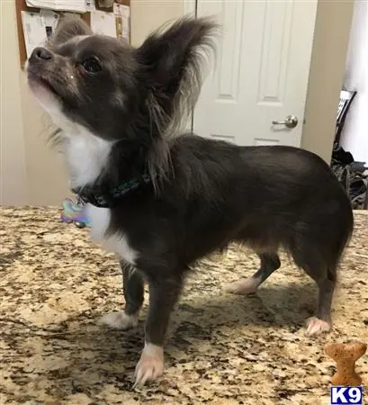 Chihuahua stud dog