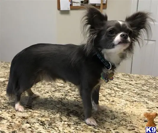 Chihuahua stud dog