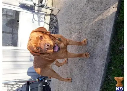 Labrador Retriever