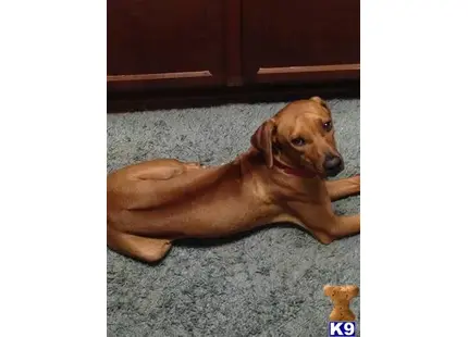 Rhodesian Ridgeback