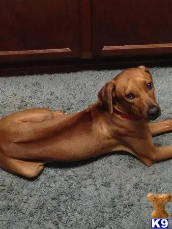 Rhodesian Ridgeback