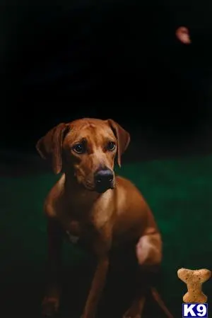 Rhodesian Ridgeback stud dog