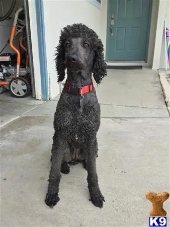 Poodle female dog