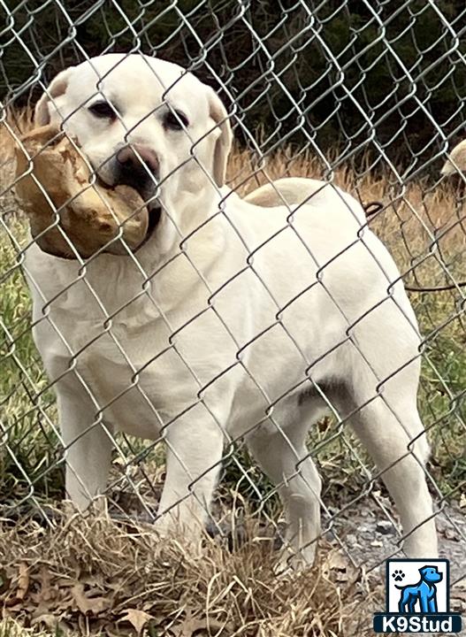 a labrador retriever dog standing in a field